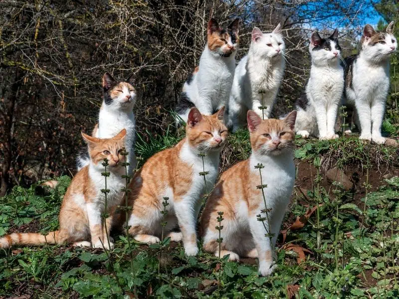 Too many cats