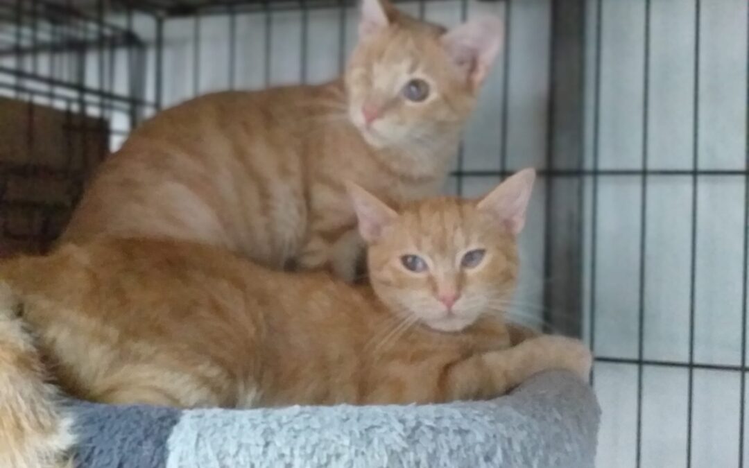 Tomette & Nala