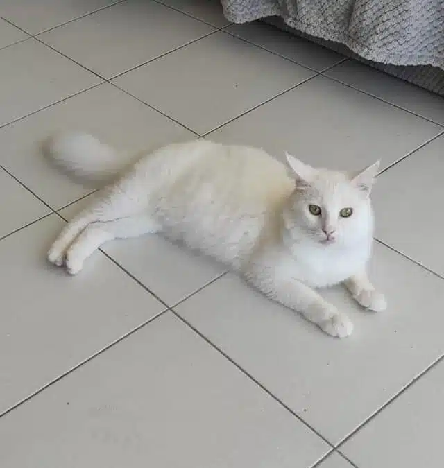 Claude