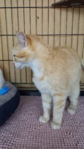 🐈🏠 Adopt Fred and Ginger, the dynamic duo of cats! 🐈🏠