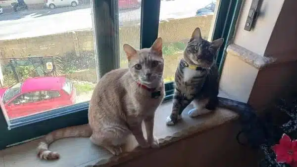 Check out our lovely cats, Ginger and Tabby Grey, who are looking for a forever home. Adopt or donate to CLAWS - Cat Lovers Adoptions, Welfare & Support today! 🐾😻