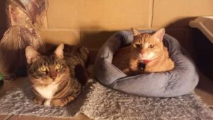 Check out our lovely cats, Ginger and Tabby Grey, who are looking for a forever home. Adopt or donate to CLAWS - Cat Lovers Adoptions, Welfare & Support today! 🐾😻