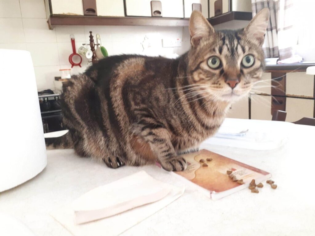 Meet Grizu, a 7-year-old neutered cat who lost his owner. CLAWS Cat Shelter is looking for a forever home for him. Adopt or donate to support Grizu and other cats in need! №ОтЄяИ
