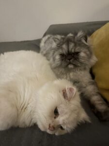 Meet Milois the grey 🐱 and Benji the beige 🐱 two 4-year-old siblings who are in need of a loving forever home