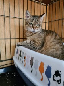  Doudou is a lovely senior female cat who is seeking a special home