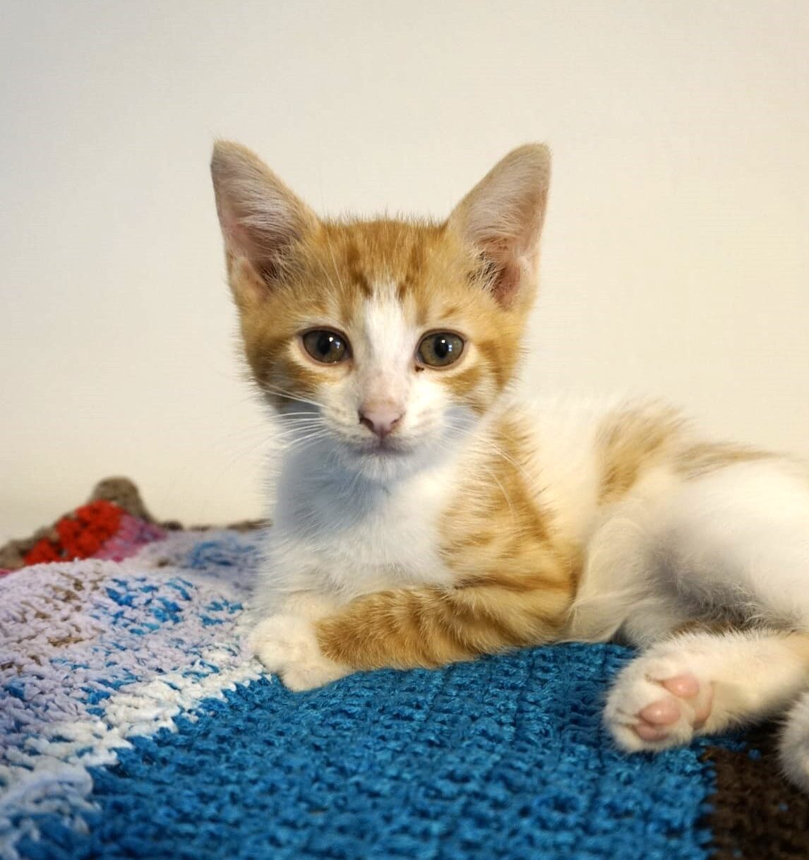 Say hello to Nigel, an 8-week-old kitten with a zest for life that's as big as his appetite for chicken! This little guy is ready to take on the world with his playful antics a