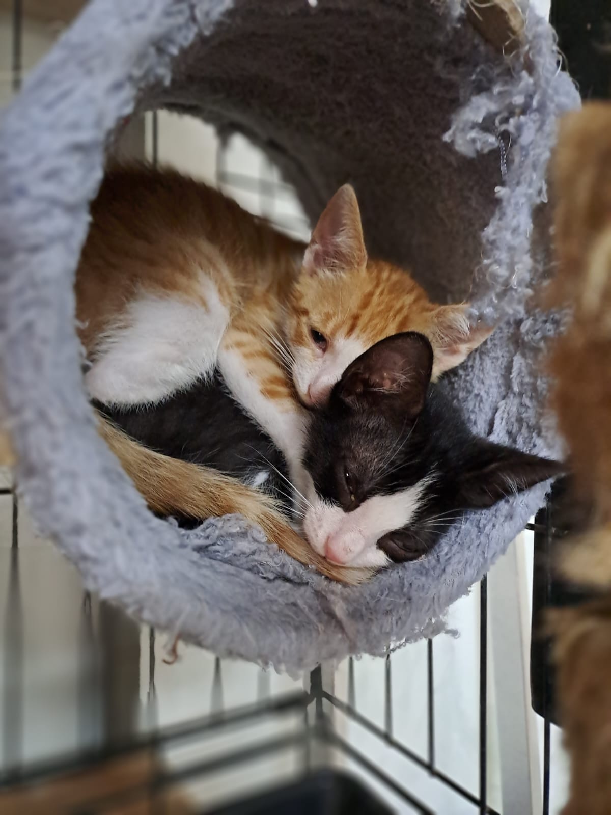 Thai & Po, two adorable male kittens, each filled with boundless potential for love and companionship. Although a bit on the skittish side, they are eagerly waiting to find their perfect home
