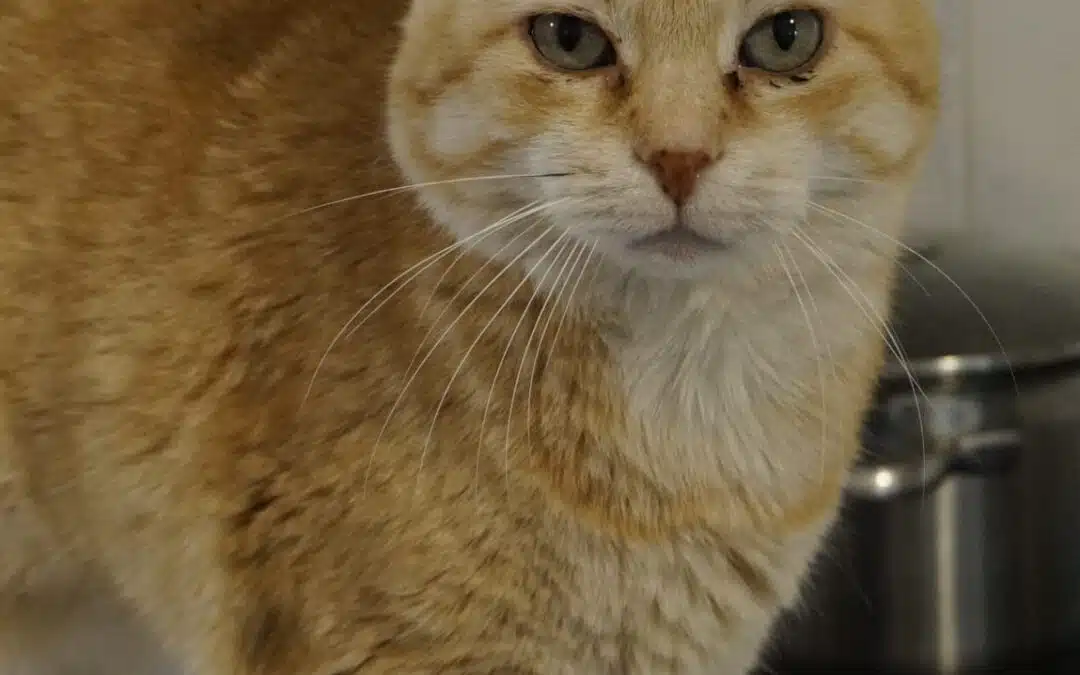 GINGI