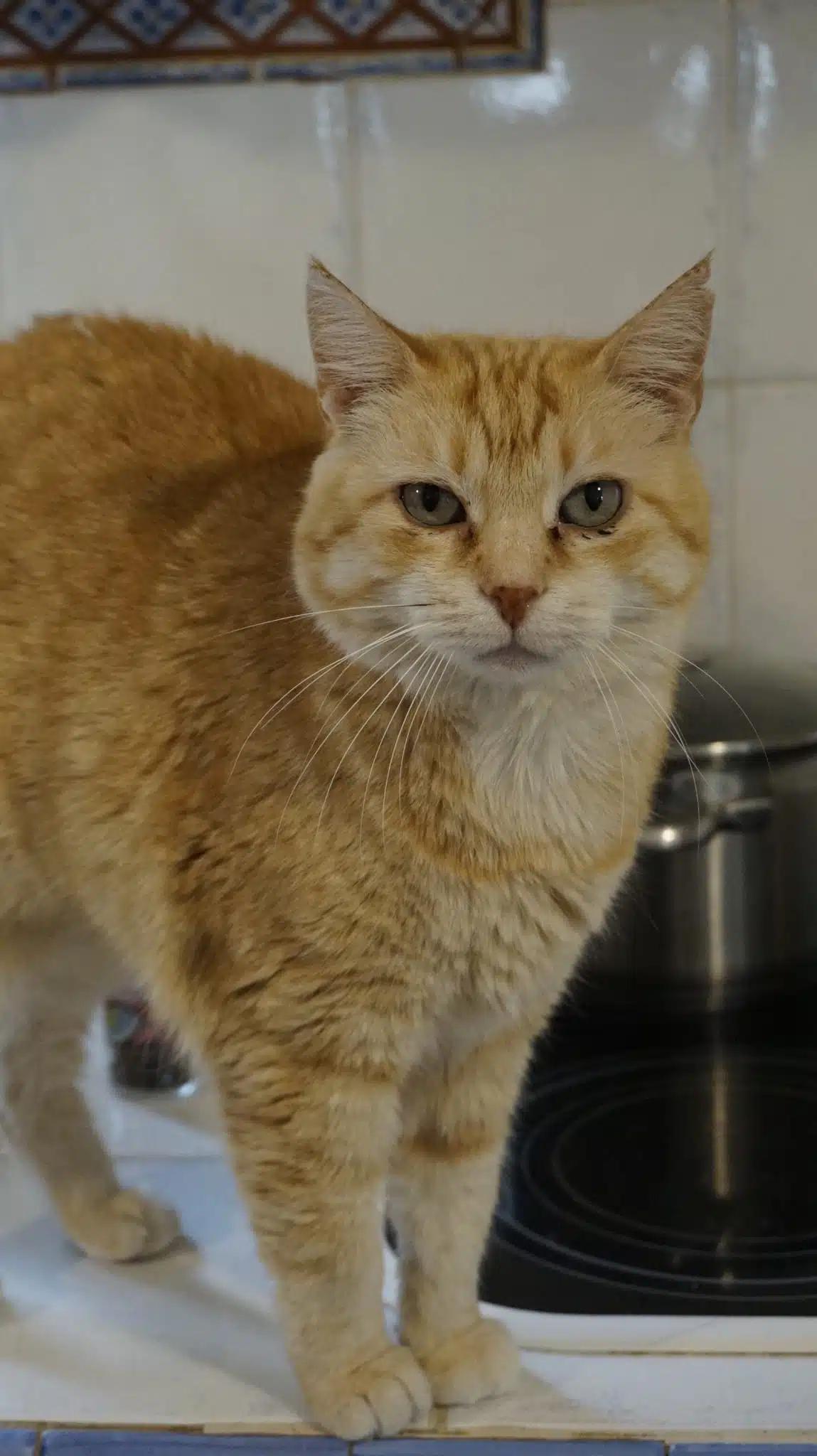 Gingi cat for adoption in Malta
