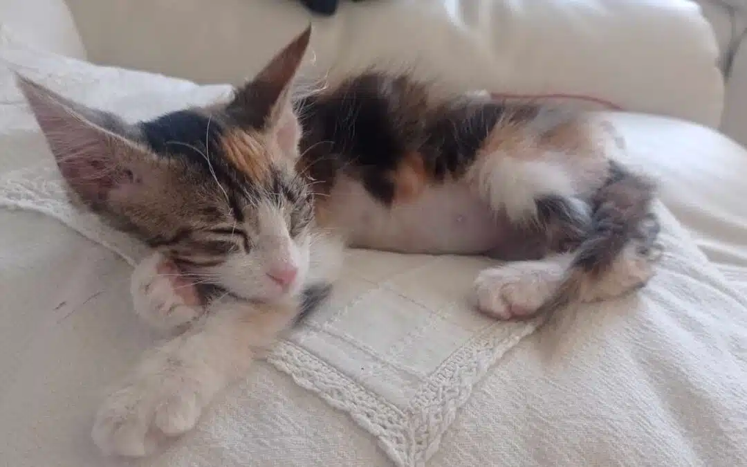 Hazel