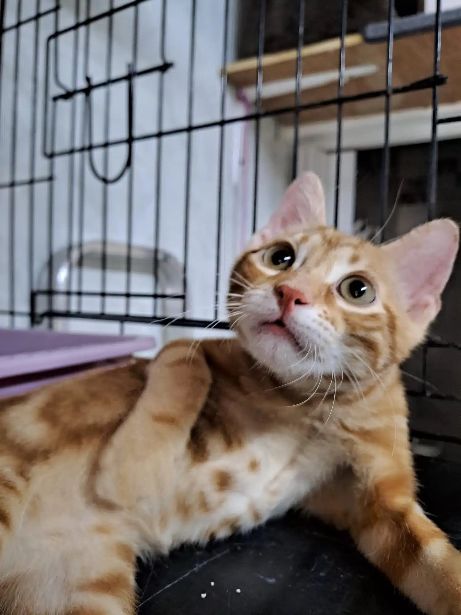 Max