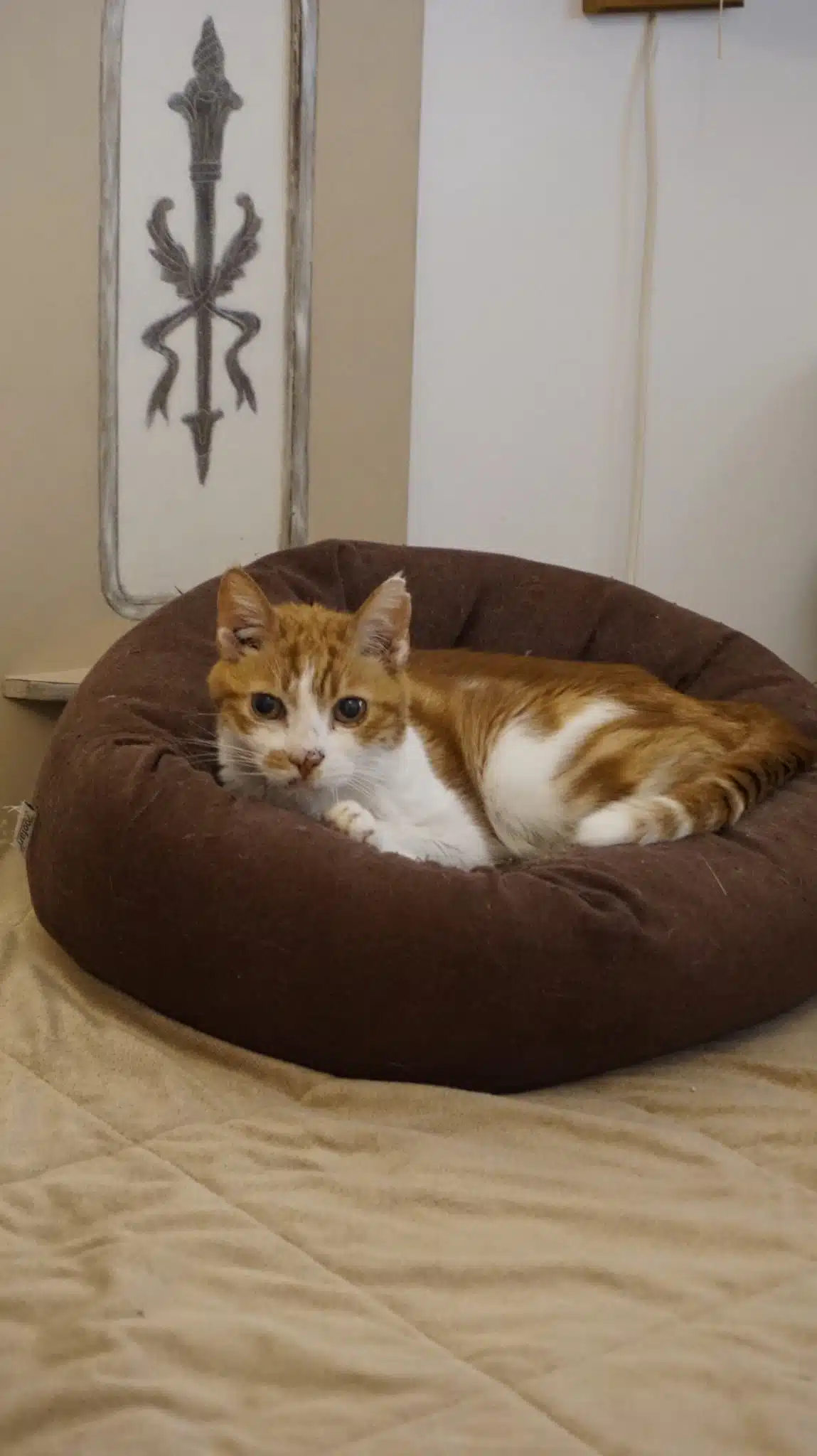 Lenny cat for adoption in Malta