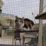 Princess cat for adoption in Malta.jpeg