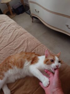 Cat for adoption in Malta. Meet Jerry, a playful survivor who has overcome cat flu and FIP. Despite his challenging start to life, Jerry is now seeking a loving forever home