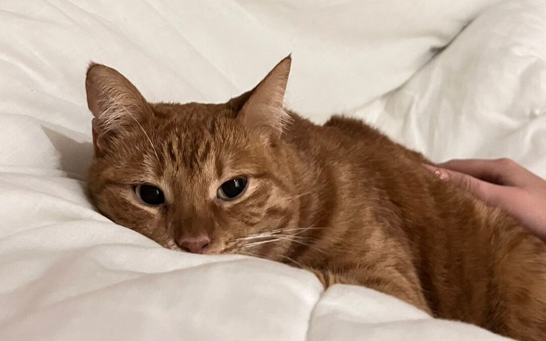 Meet Fly: A Sweet, Shy Cat Looking for Her Forever Home! 🐾❤️