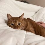 Meet Fly: A Sweet, Shy Cat Looking for Her Forever Home! 🐾❤️00002