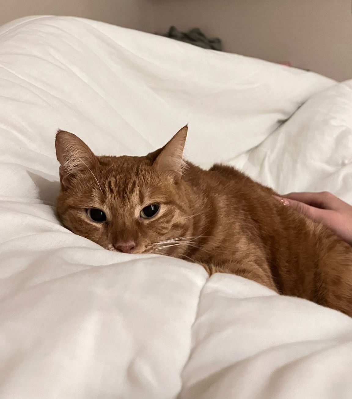 Meet Fly: A Sweet, Shy Cat Looking for Her Forever Home! 🐾❤️